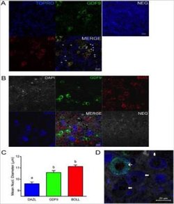 DAZL Antibody (DAZL3/11A) - Azide and BSA Free, Novus Biologicals 0.025